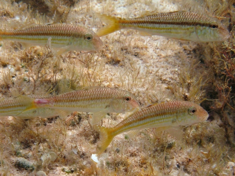 Mullus barbatus vs. Mullus surmuletus